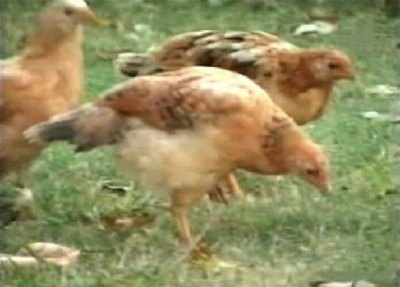 GALLINAS (2)  CAMPESINOS